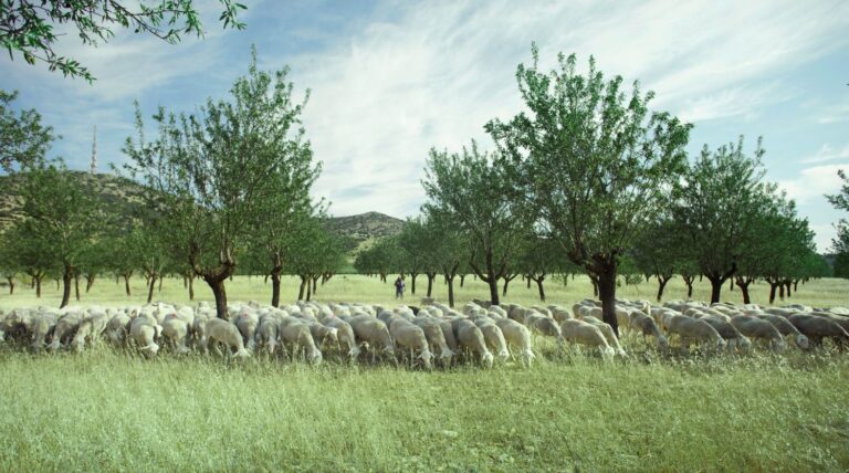 Quesería 1605 presenta una edición limitada de dos nuevos quesos elaborados con leche delas ovejas de raza manchega de su propia finca