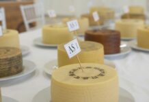 El queso manchego vuelve a ser protagonista en Villarrobledo con un concurso que premia la calidad